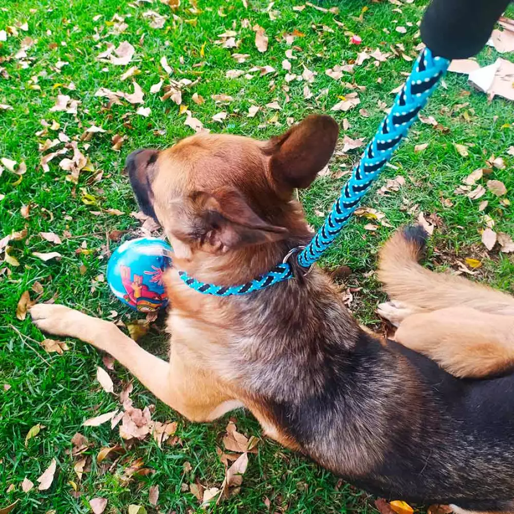 Correa Perro Interpet Pc0066 16Mmx120 Cm Cordon Ahogo Surtida