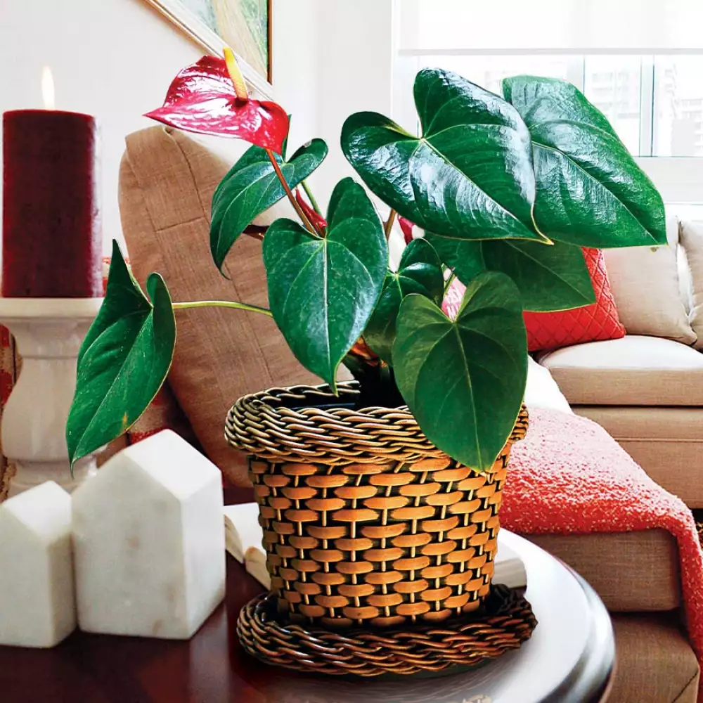 Maceta Tejida Dagua 14  03440767