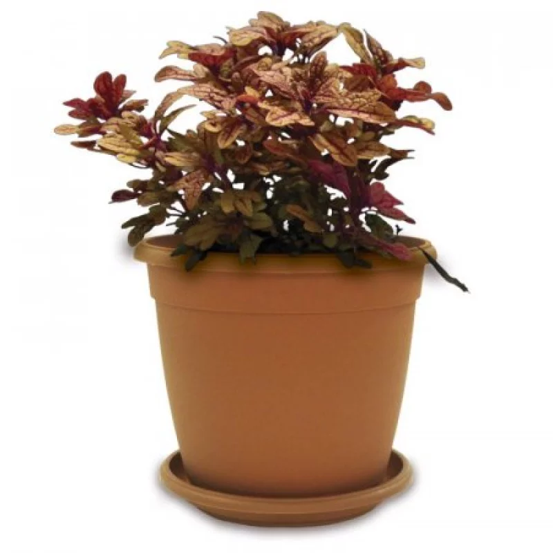 Matera Genova 26 Terra + Plato 23Cm               