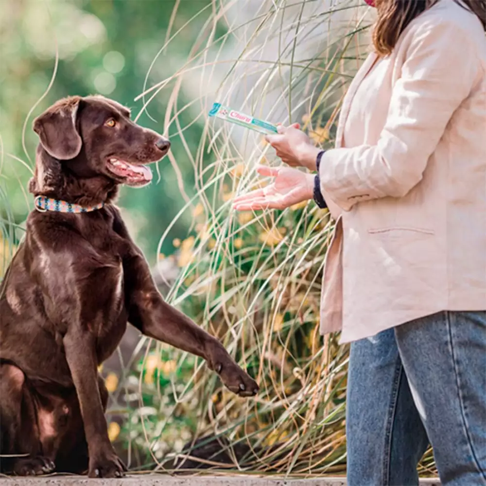 Snack Perro Churu Pollo Y Salmon 56 Gr Usd613 In